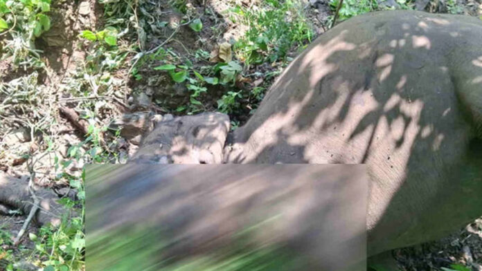 पिछले चार दिन में दो हाथियों की मौत से वन विभाग में हड़कंप पिछले चार दिन में दो हाथियों की मौत से वन विभाग में हड़कंप