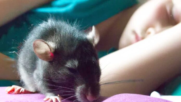 नैनीताल में चूहों का आतंक, लोगों को काट रहे नैनीताल में चूहों का आतंक, लोगों को काट रहे