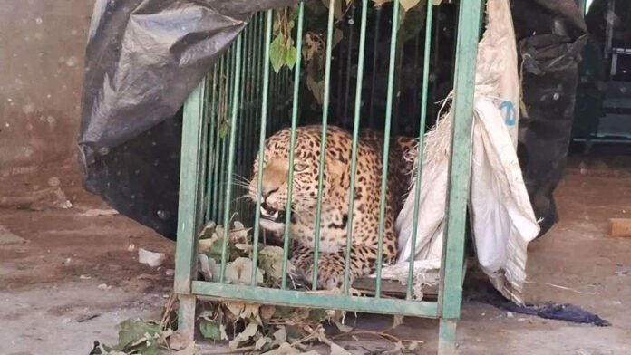 पिंजरे में कैद हुआ चार साल का गुलदार पिंजरे में कैद हुआ चार साल का गुलदार